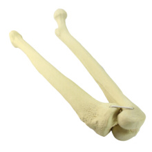 Compre um femur 12315 com tíbia, osso perfurado inferior artificial